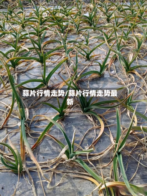 蒜片行情走势/蒜片行情走势最新