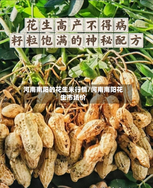 河南南阳的花生米行情/河南南阳花生市场价-第1张图片