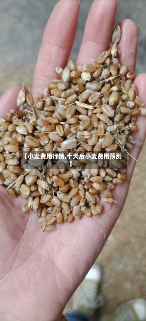 【小麦费用行情,十天后小麦费用预测】-第2张图片