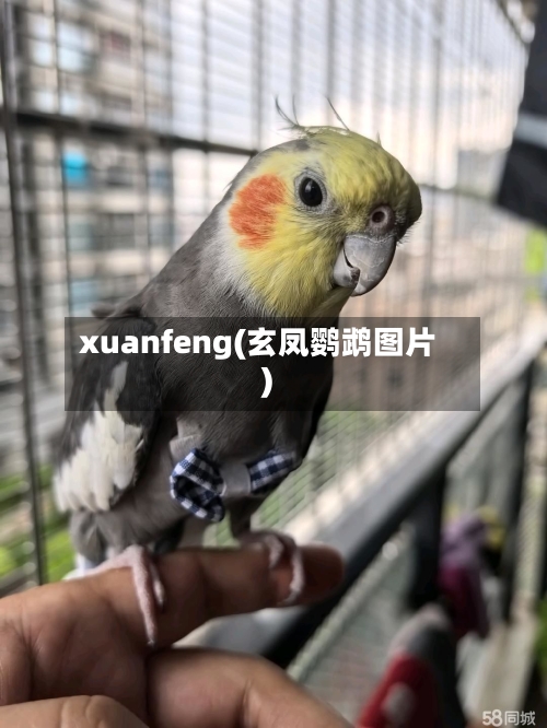 xuanfeng(玄凤鹦鹉图片)