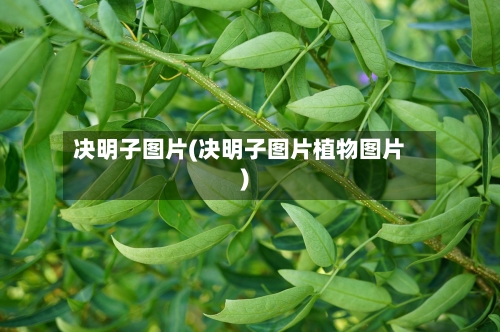 决明子图片(决明子图片植物图片)-第3张图片
