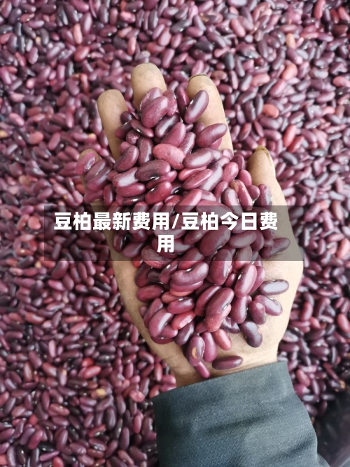 豆柏最新费用/豆柏今日费用