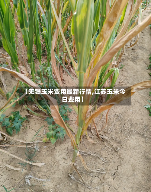【无锡玉米费用最新行情,江苏玉米今日费用】-第2张图片