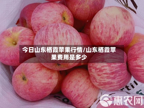 今日山东栖霞苹果行情/山东栖霞苹果费用是多少-第2张图片