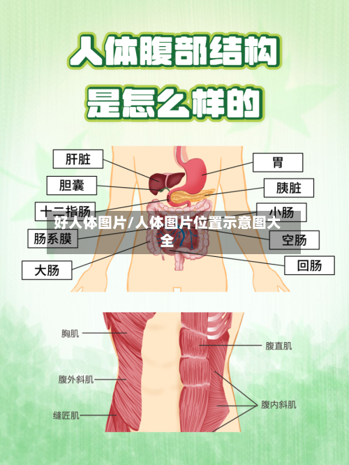 好人体图片/人体图片位置示意图大全-第3张图片