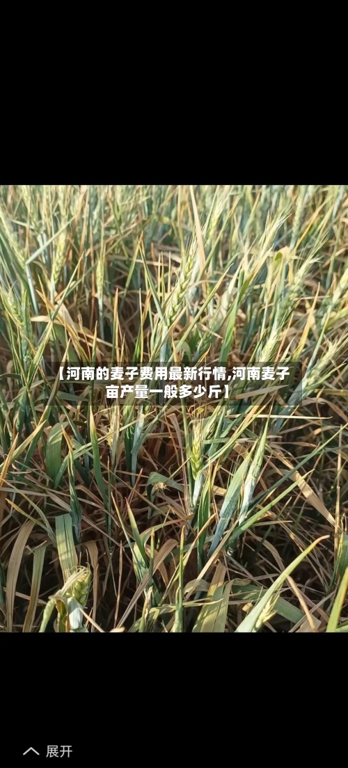 【河南的麦子费用最新行情,河南麦子亩产量一般多少斤】