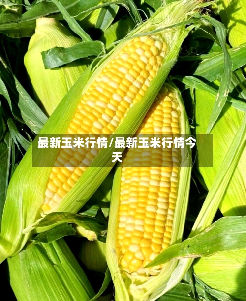 最新玉米行情/最新玉米行情今天