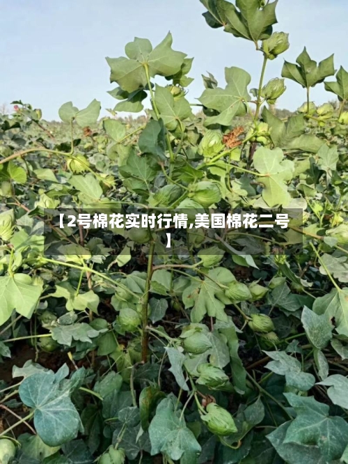 【2号棉花实时行情,美国棉花二号】-第2张图片