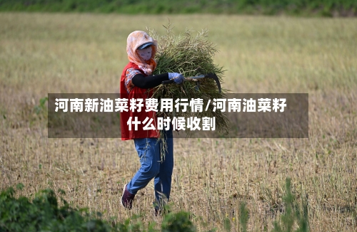 河南新油菜籽费用行情/河南油菜籽什么时候收割