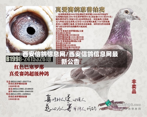 西安信鸽信息网/西安信鸽信息网最新公告