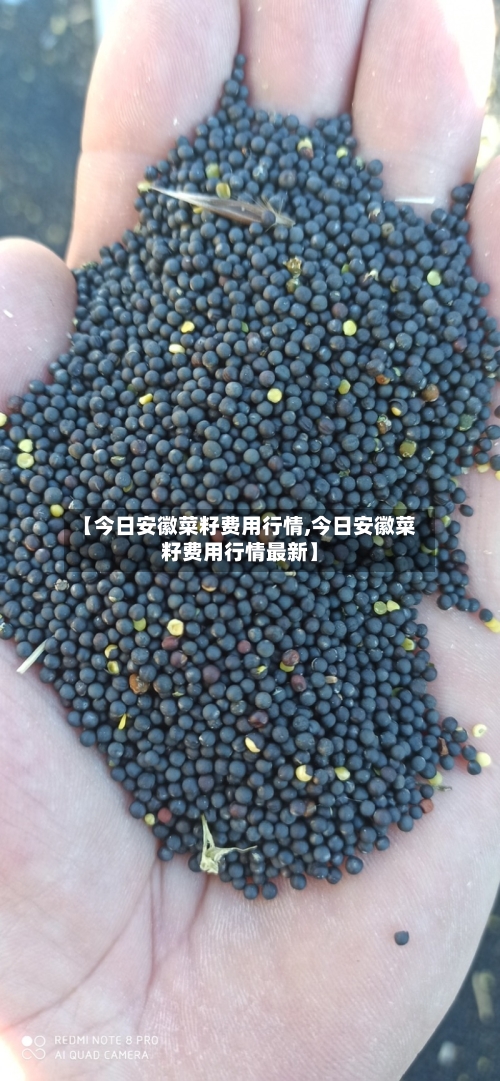 【今日安徽菜籽费用行情,今日安徽菜籽费用行情最新】