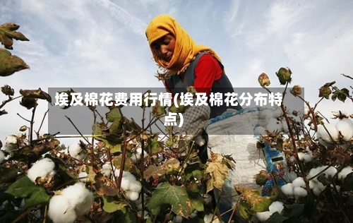 埃及棉花费用行情(埃及棉花分布特点)-第2张图片