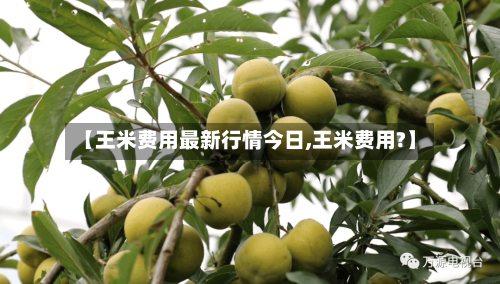 【王米费用最新行情今日,王米费用?】-第2张图片