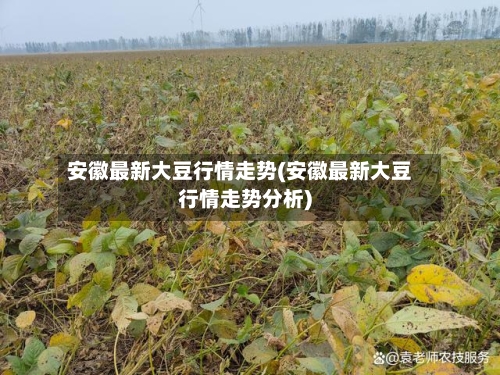安徽最新大豆行情走势(安徽最新大豆行情走势分析)