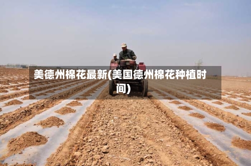 美德州棉花最新(美国德州棉花种植时间)