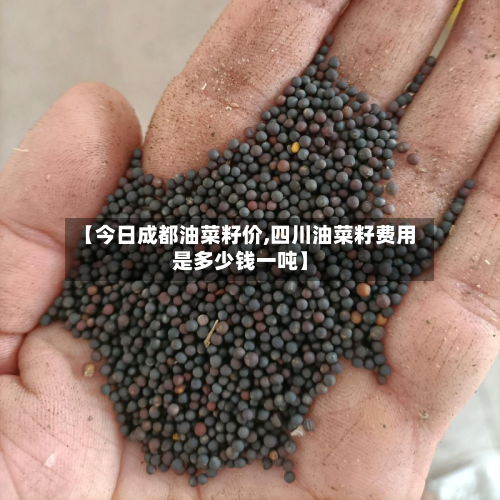 【今日成都油菜籽价,四川油菜籽费用是多少钱一吨】-第2张图片