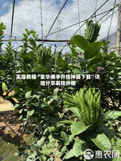 实操教程“金华佛手开挂神器下载”详细分享装挂步骤-第2张图片