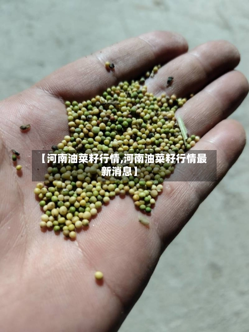 【河南油菜籽行情,河南油菜籽行情最新消息】