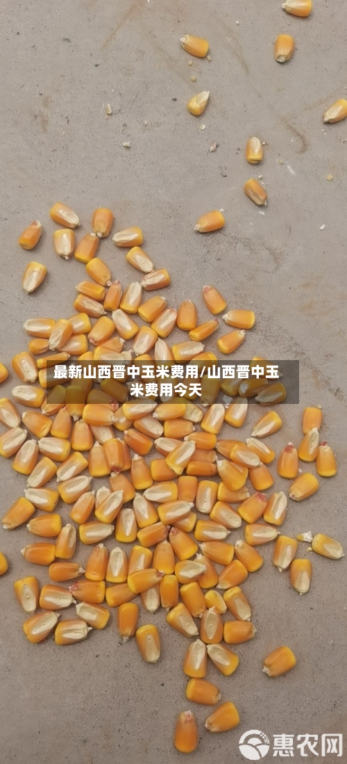 最新山西晋中玉米费用/山西晋中玉米费用今天