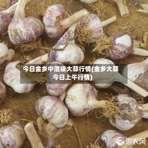 今日金乡中混级大蒜行情(金乡大蒜今日上午行情)-第2张图片