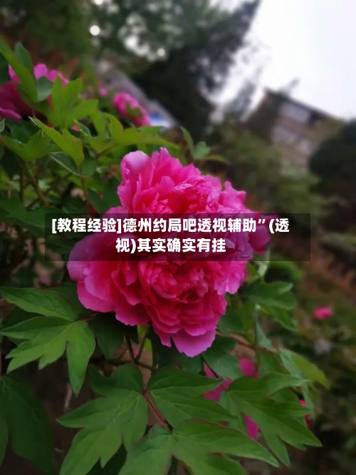 [教程经验]德州约局吧透视辅助”(透视)其实确实有挂