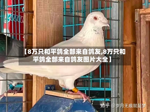 【8万只和平鸽全部来自鸽友,8万只和平鸽全部来自鸽友图片大全】