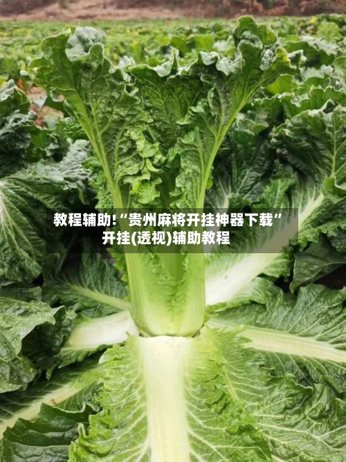 教程辅助!“贵州麻将开挂神器下载”开挂(透视)辅助教程