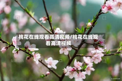 桃花在线观看高清视频/桃花在线观看高清视频-第2张图片