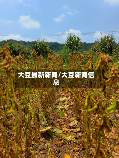 大豆最新新闻/大豆新闻信息