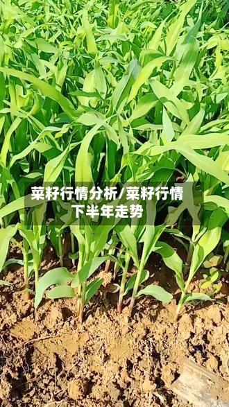 菜籽行情分析/菜籽行情下半年走势-第2张图片